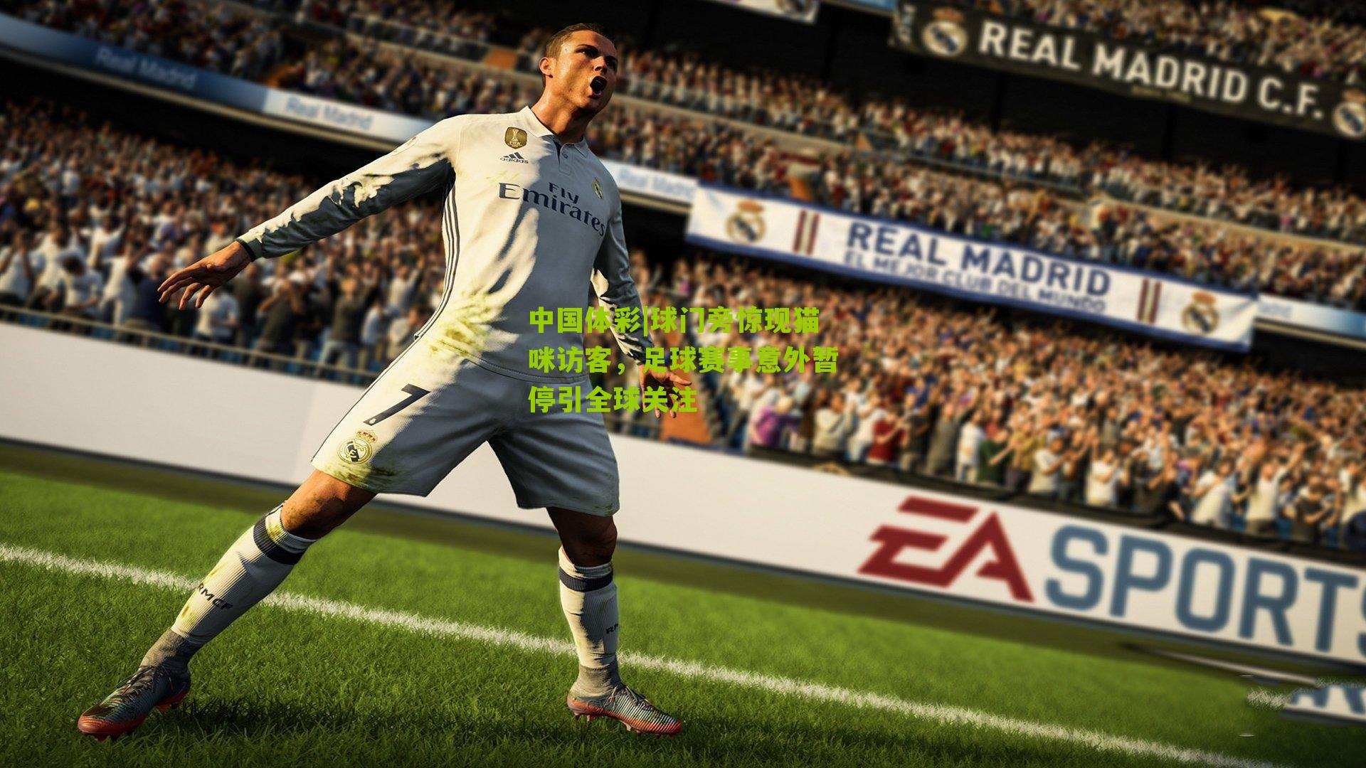 球门旁惊现猫咪访客，足球赛事意外暂停引全球关注